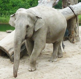 Indian elephant in zoo