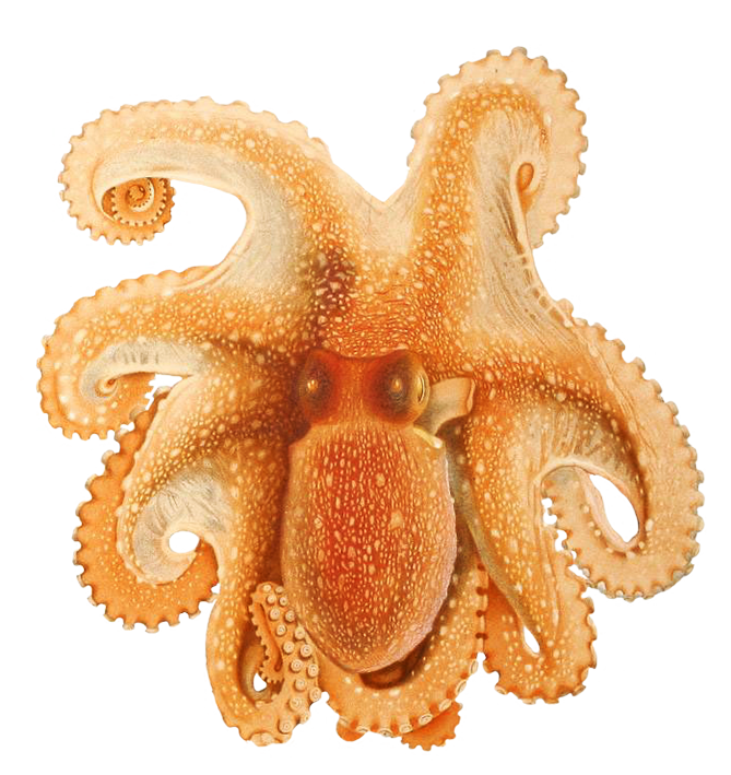 ocotpus image