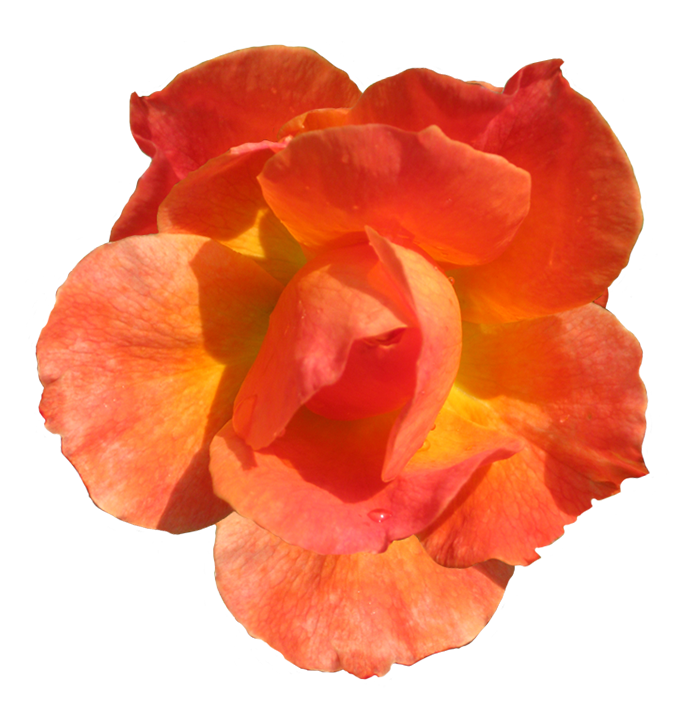 Rosa Fellowship clipart blooming head