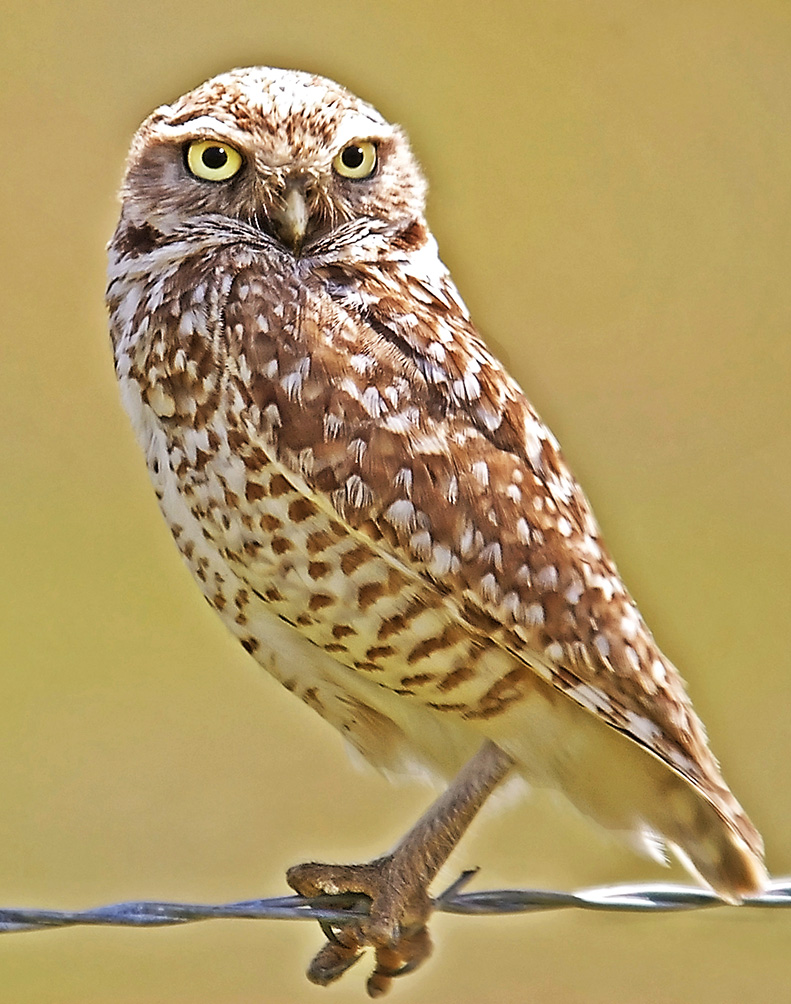 picture of burrowing owl