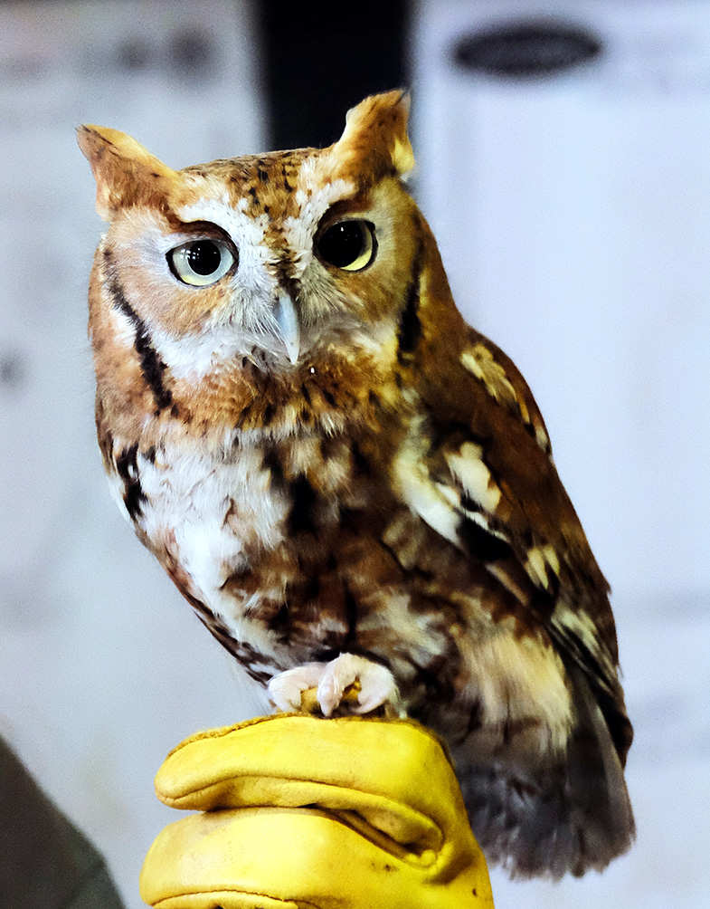 screech owl photo