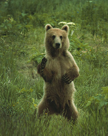 Kodiak bear standing on hind legs