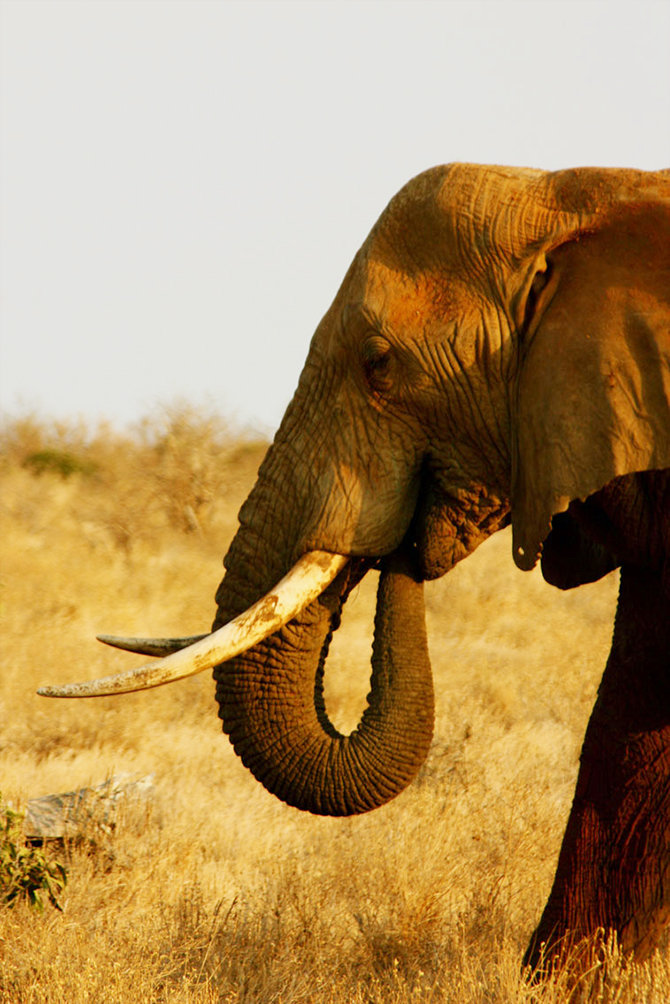 African elephant with tusks