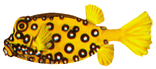 cube boxfish drawing