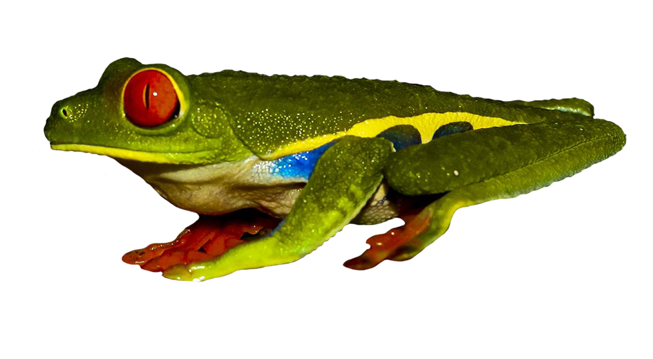 red eyed tree frog