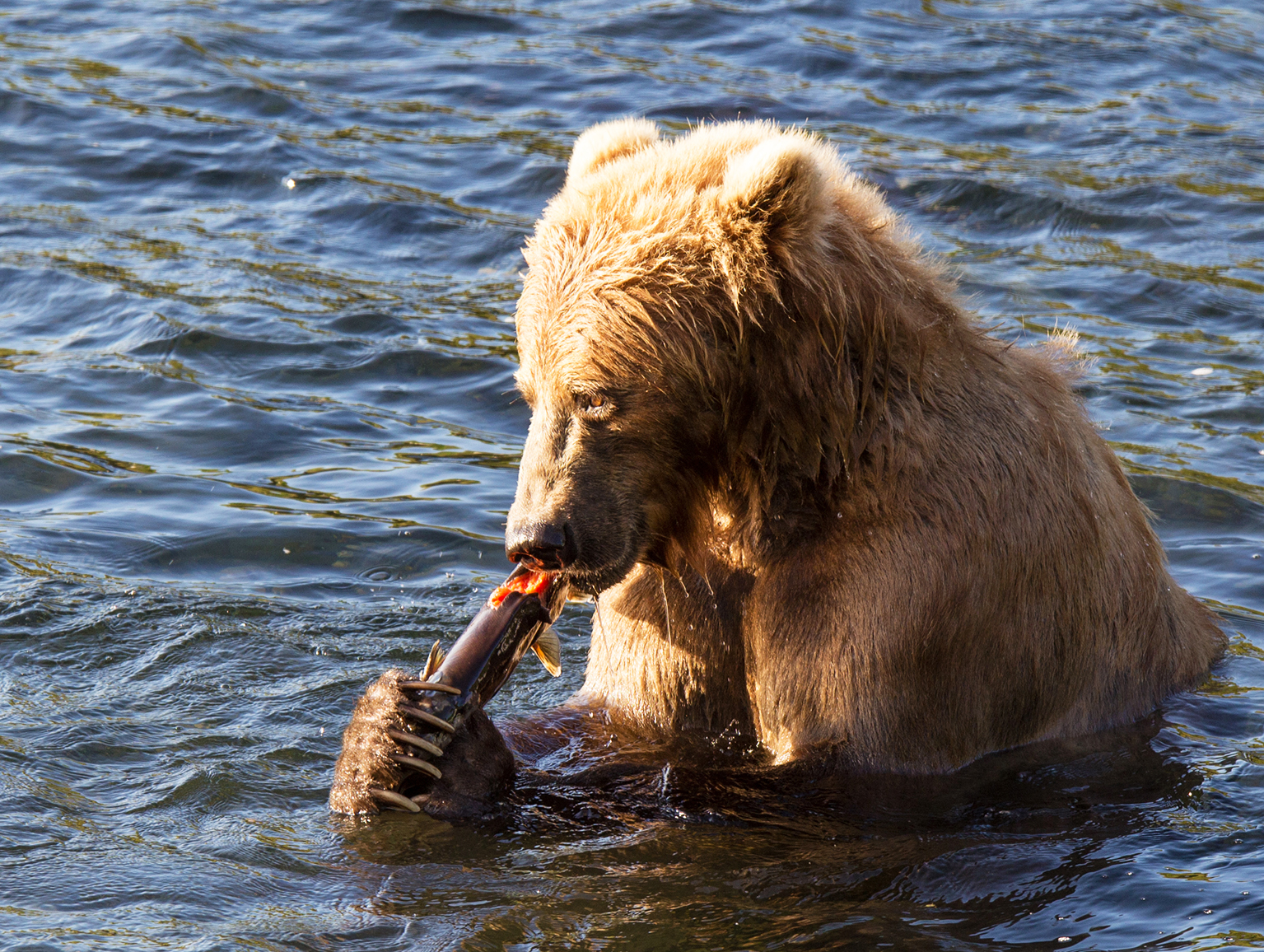 kodiak brown bear eating salmon