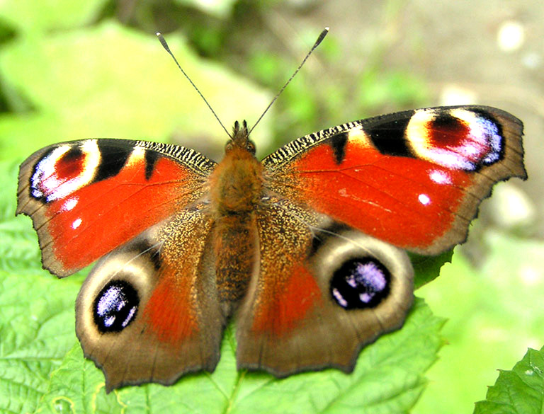 peacock butterfly