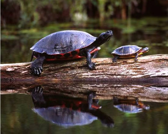 turtle-picture red bellied Cooter and painted turtle