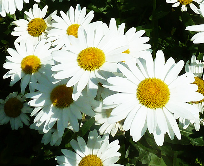 close up white daisies