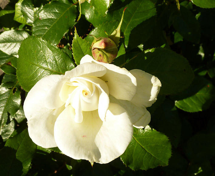 white rose