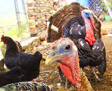 turkeys in the farmyard