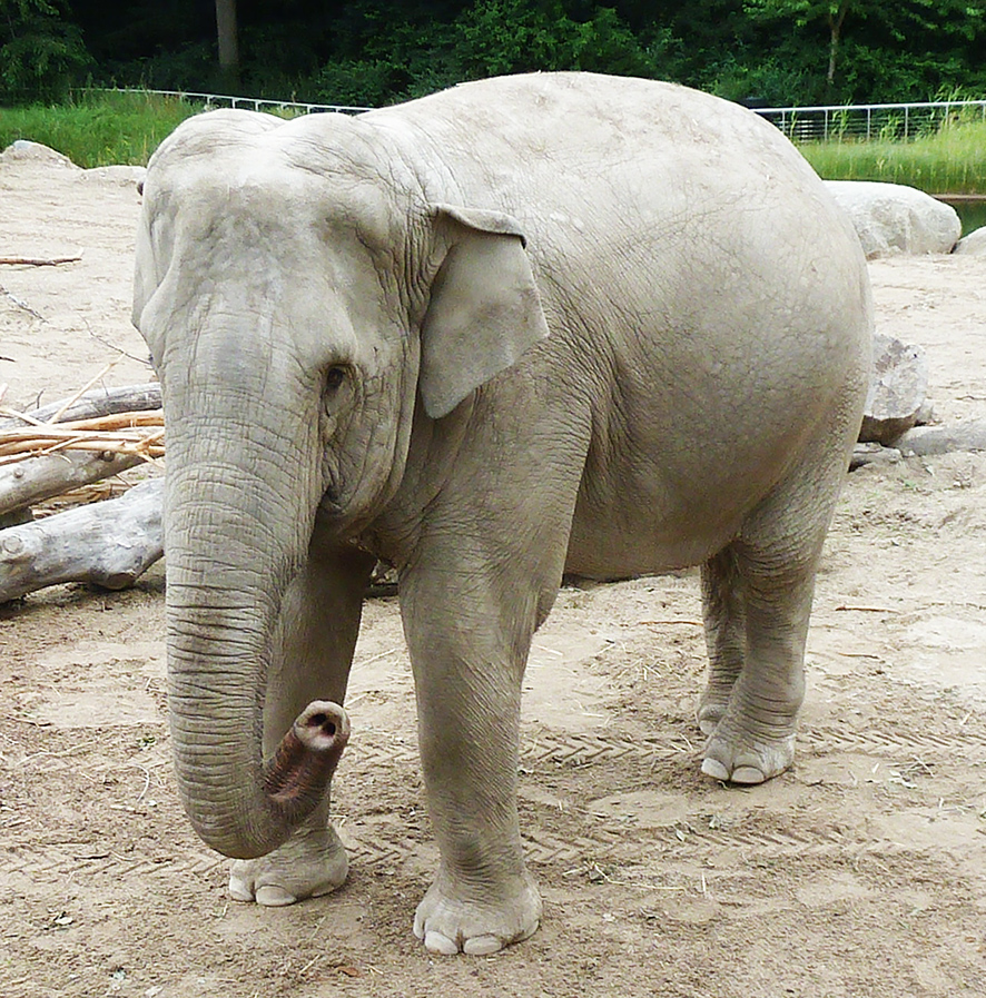 trunk shown by female Indian elephant