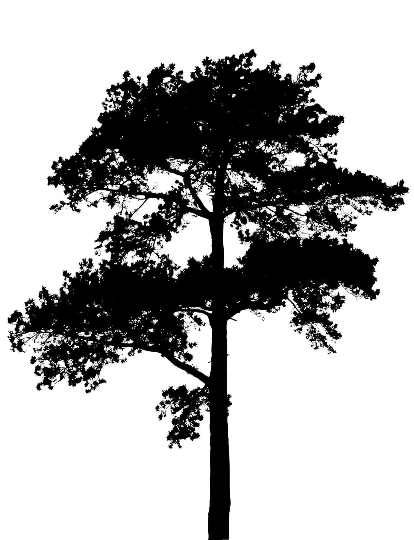 huge tree silhouette png