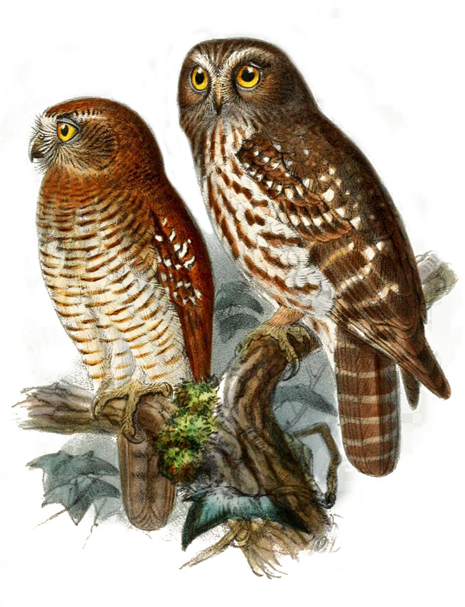 Moluccan owl drawing