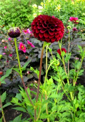dark red dahlia flower clip art