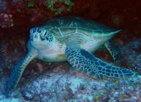 green sea turtle swimming ocean