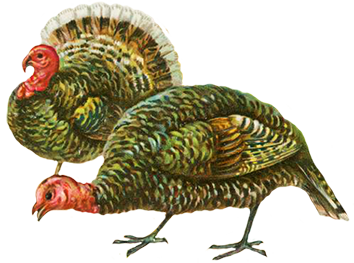 Thanksgiving turkey