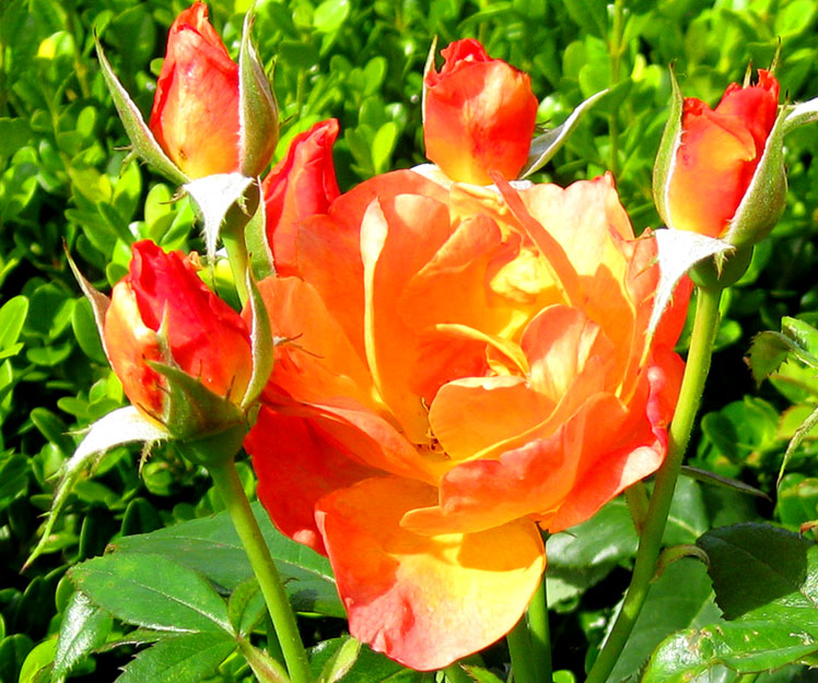 picture of orange roses and rose buds