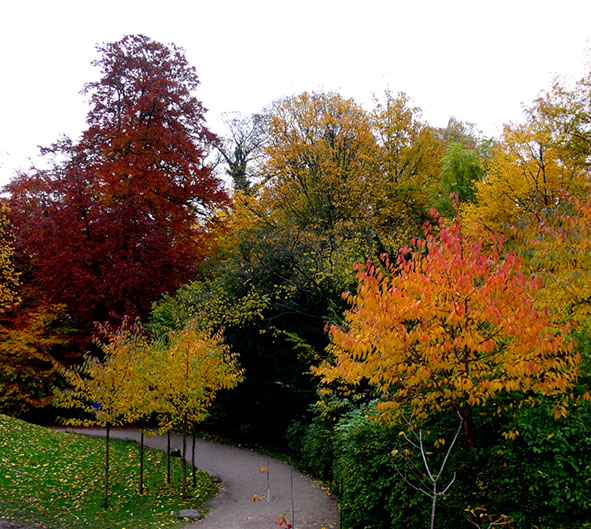 fall scenery