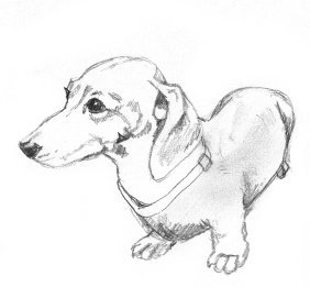 sketch of Dachshund