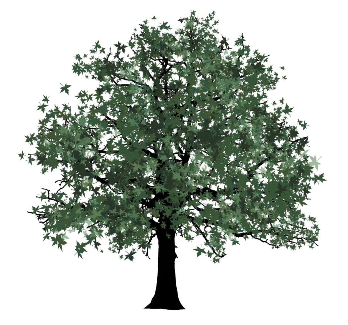 tree image