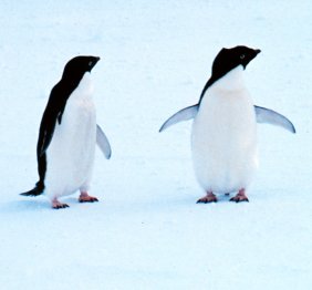 two Adelie penguins