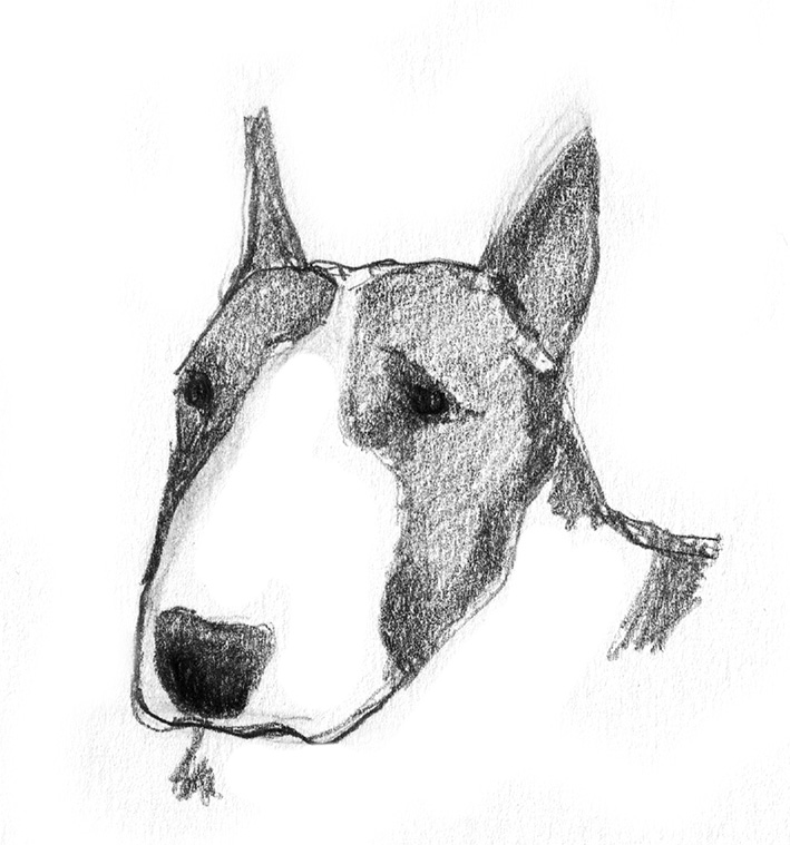 pencil sketch of bull terrier