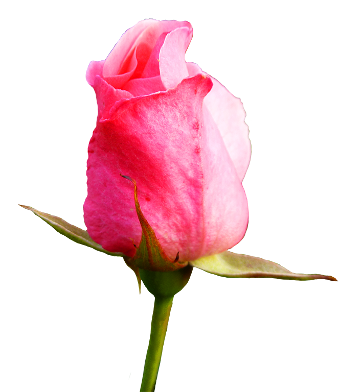 pink rose bud image