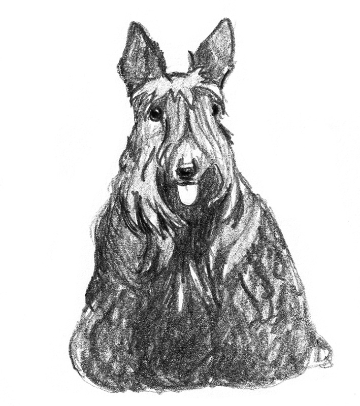 Scottish terrier