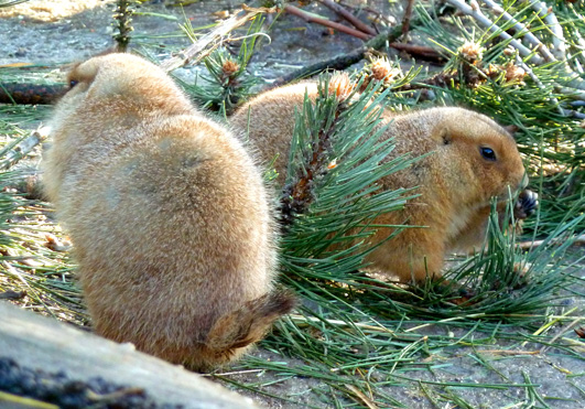 two prairie dogs