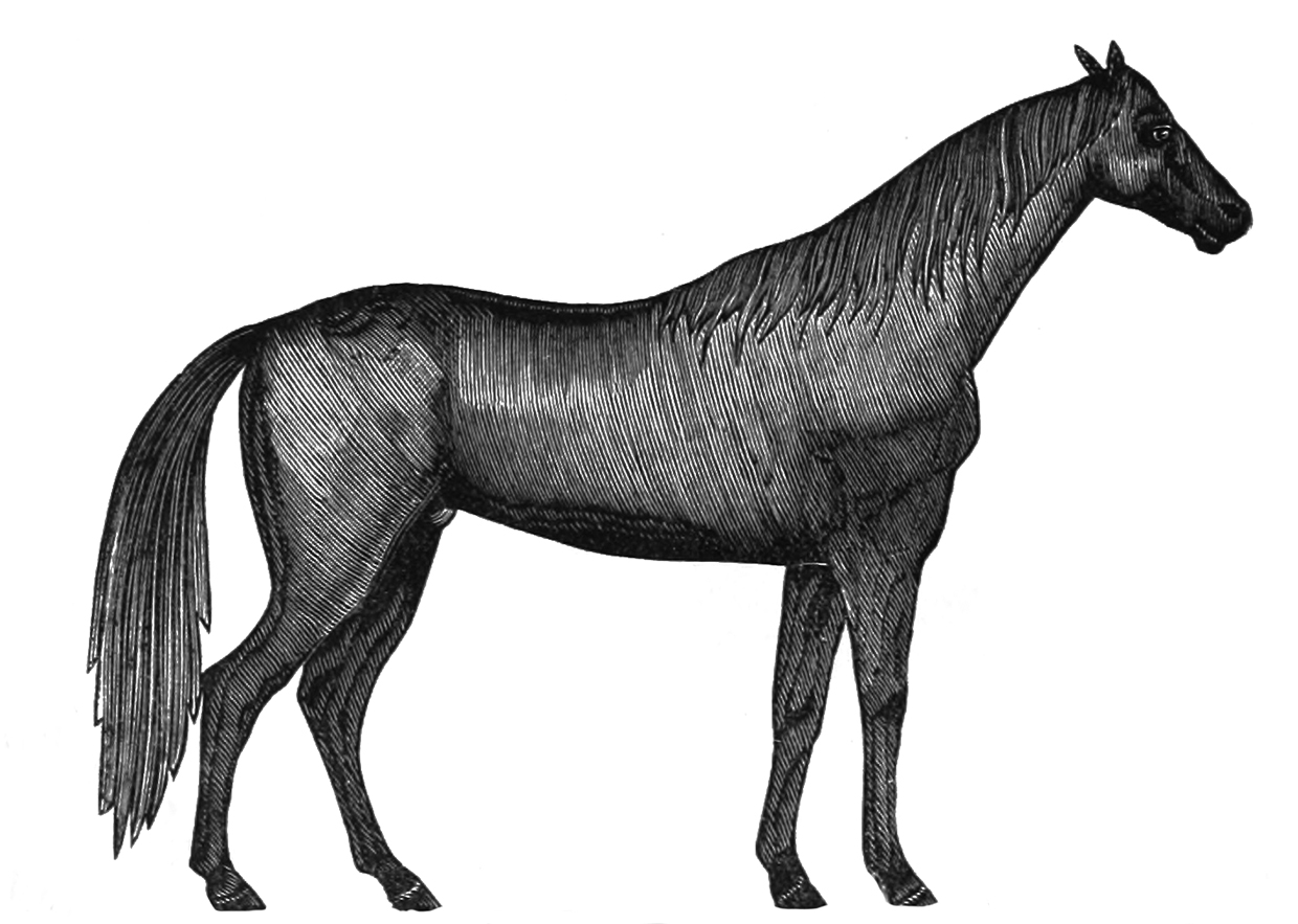 Victorian horse clip art
