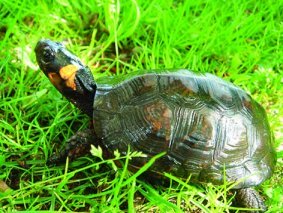 Bog turtle in grass
