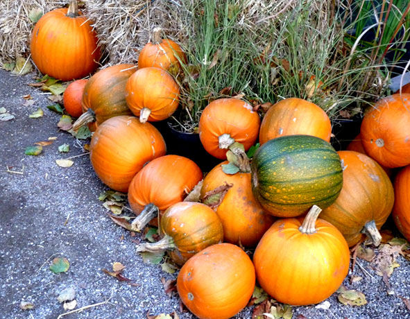 loads of pumpkins for halloween