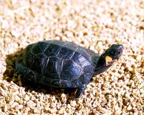 turtle pictures bog turtle sunning