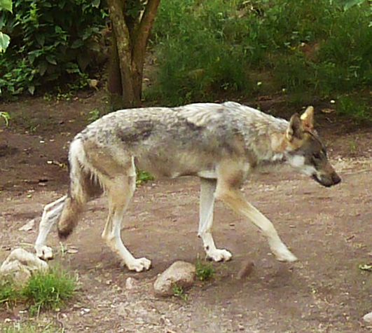 photo of wolf