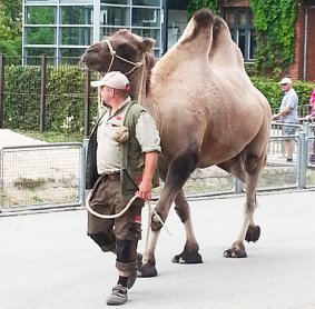 Camel on tour in Copenhagen Zoo