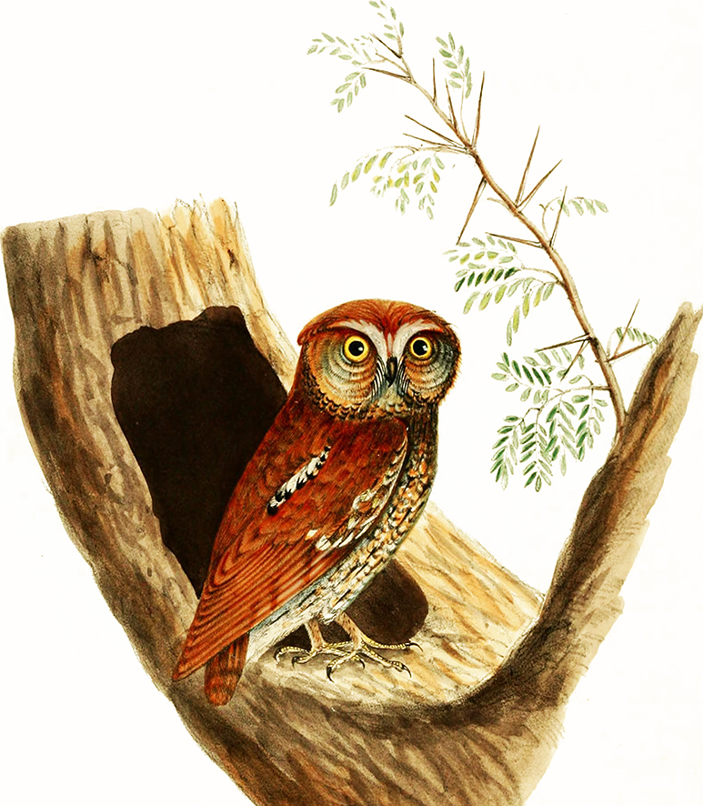 picture of owl in a tree