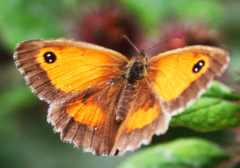 orange butterfly picture