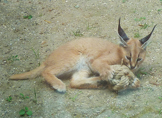 Caracal kitten playing