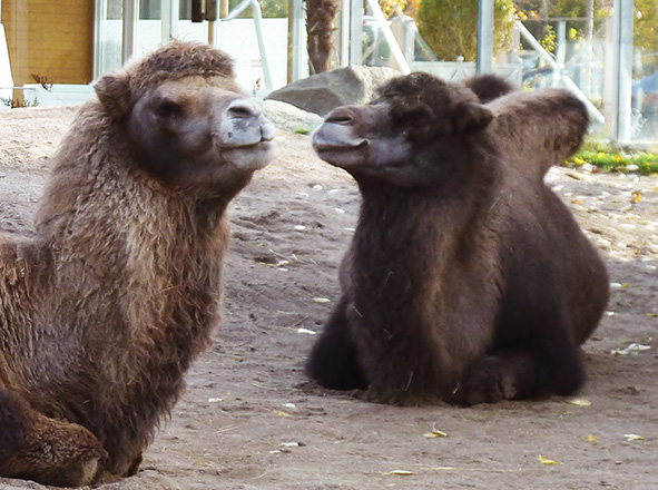 two laying camels