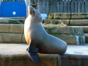 sea lion enjoying the sun light