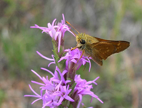 Pawnee Montane skipper butterfly