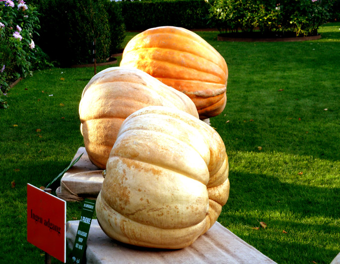 pumpkin contest for Halloween