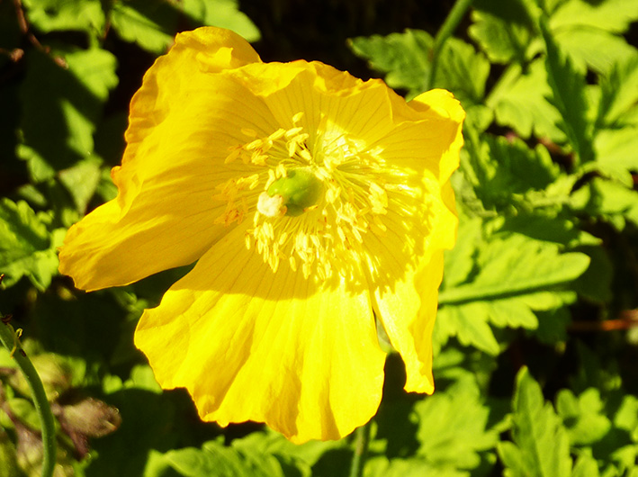 Yellow Poppy