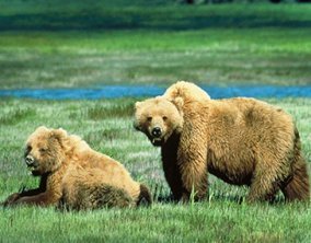 bear pictures two Grizzly bears near river