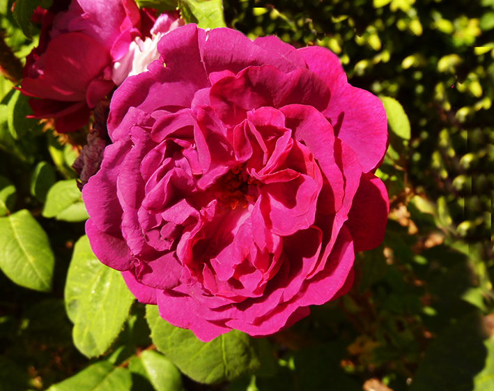 photo of purple rose