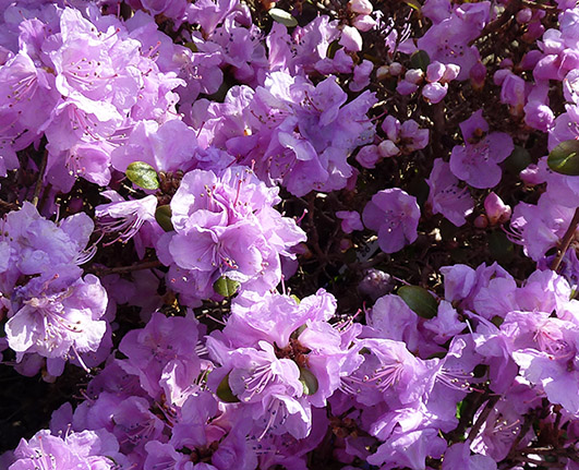 Rhododendron blooming in the spring