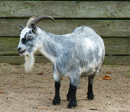 Bearded pet goat