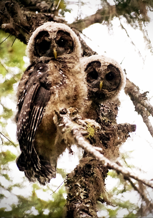 Owl babies