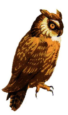 vintage owl clip art